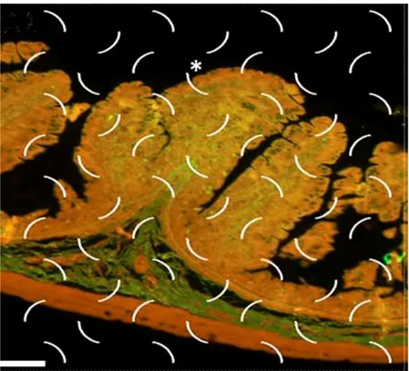 Figura 2 – Sistema  de  teste  utilizado  na  estimativa  da  densidade  de superfície  do  epitélio  intestinal  do  gambá  Didelphis  aurita