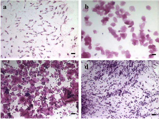 Figura 1: Caracterização das fases do ciclo estral de camundongas através de  esfregaços vaginais