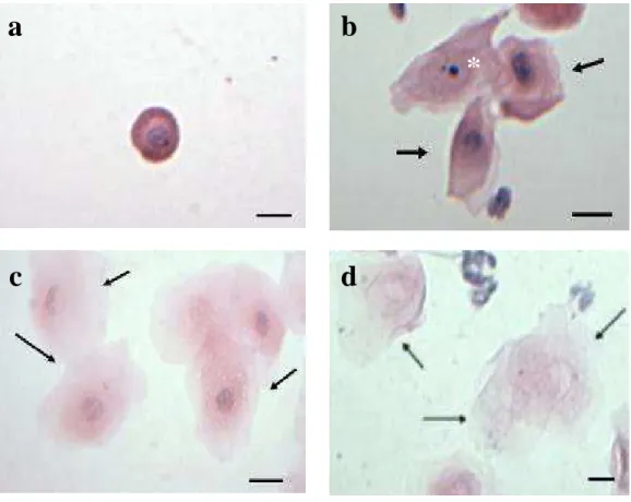 Figura 2: Células epiteliais da mucosa vaginal. a- Célula epitelial parabasal. b- As setas  indicam células intermediárias associadas a uma célula superficial com núcleo picnótico  (*)