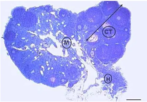 Figura 1: Corte longitudinal do ovário esquerdo de camundonga Albino Suíço do grupo  3