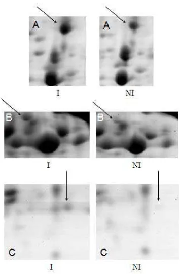 Figura 1- Spots correspondentes a proteínas diferencialmente expressas no genótipo  Embrapa 48 (suscetível) 192 horas após inoculação (h.a.i.)