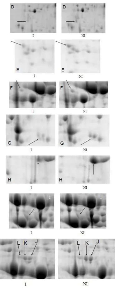 Figura 2 - Spots correspondentes a proteínas diferencialmente expressas no genótipo  PI561356 (com resistência parcial) 72 horas após inoculação (h.a.i.)