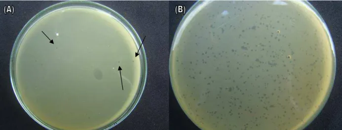 Figura 6. A) As setas demonstram placas de lise formadas por bacteriófagos isolados da Estação de Tratamento de Esgoto  (SAAE) da cidade de Viçosa/MG