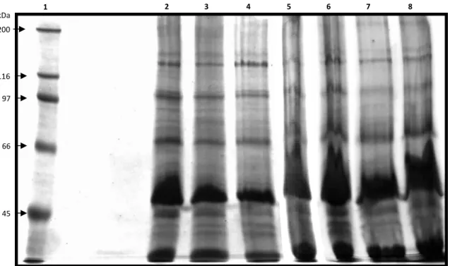 Figura 12. Gel com o perfil protéico dos bacteriófagos. 1- Marcador sigma SDS 6H2-1VL; 2- Ufv aur2; 3- Ufv  aur3; 4- Ufv aur4; 5- Ufv aur5; 6- Ufv aur8; 7- Ufv aur10; 8- Ufv aur11 