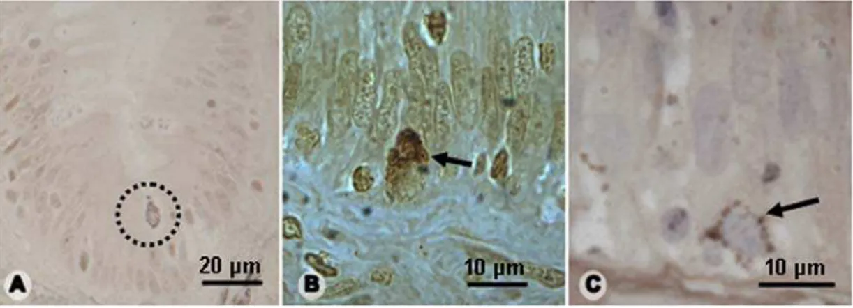 Figura 3:  Células enteroendócrinas dos intestinos delgado e grosso de  H. mabouia . A- 