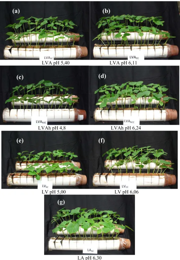 Figura 2 - Sintomas de intoxicação em plantas de pepino cultivadas em solo em função 