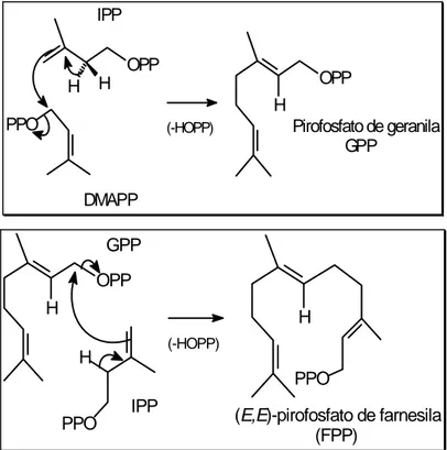 Figura 1.5 – Combinação de unidades de IPP e DMAP. Adaptado de Lobo e 