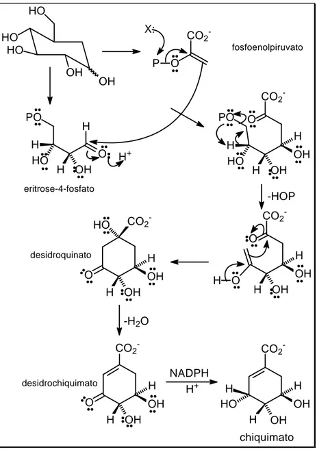 Figura 1.6 – Formação do chiquimato a partir da eritrose-4fosfato e fosfoenol 