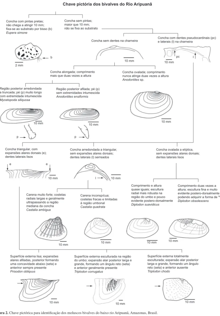 Figura 2. Chave pictórica para identificação dos moluscos bivalves do baixo rio Aripuanã, Amazonas, Brasil