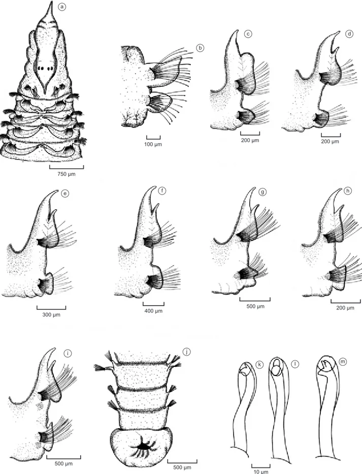 Figura 1. Scolelepis goodbodyi. a) Região anterior, vista dorsal. b) Parapódio do setígero 1