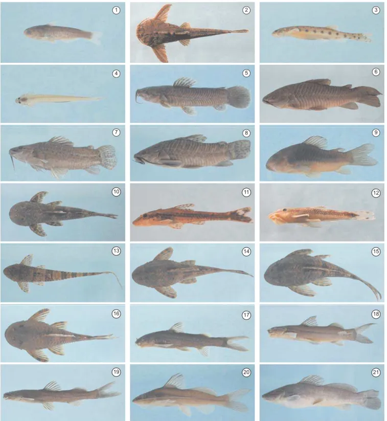 Figure 8. Species of the order Siluriformes registered in the Quilombo river basin, affluent of the Mogi-Guaçu river, São Paulo State