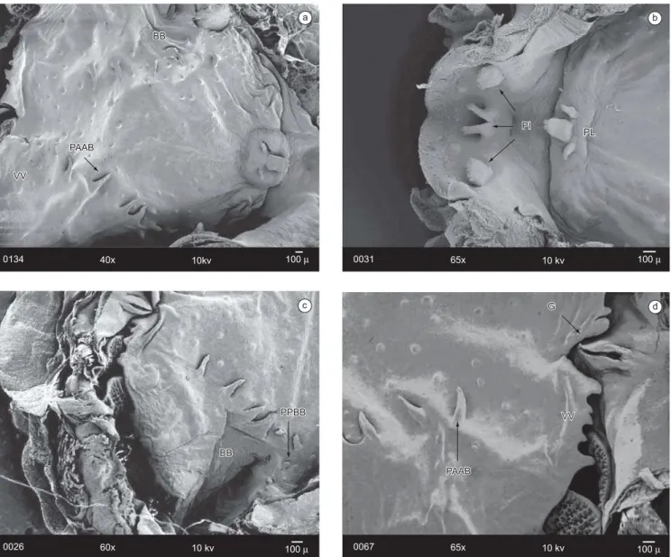 Figura 2. a) Assoalho bucal da larva de Leptodactylus labyrinthicus (estágio 37); b) Papilas infralabiais e linguais (estágio 36); c) Bolsa bucal e velo ventral 