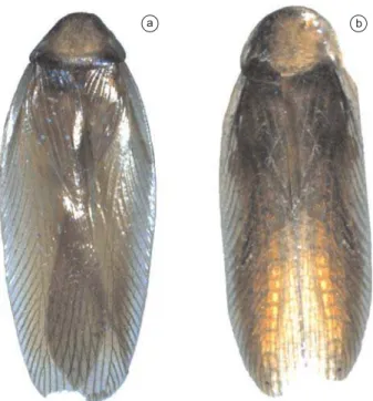Figura 1. Habitus. a) Chromatonotus chirostylatus sp. nov. Holótipo ƃ