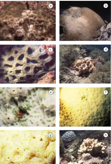 Figure 5. a,d) Coral bleaching expressed in percentage of affected colonies  and percentage of bleached surface; and b,c) 2003 – Tinharé and Boipeba  Islands  reefs  (April)  and Abrolhos  coastal  and  offshore  reefs  (March);   b) 2003 - Todos os Santos