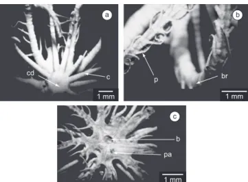 Figura 2. Comactinia echinoptera (Muller): a) Vista aboral da placa centro 