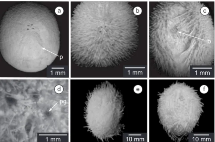 Figure 5. Leodia sexiesperforata (Leske): a) Aboral view of the test, lunules (L) and petals (pl); b) Oral view of the test, peristome (p) and anus (a); c) Apical 