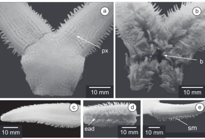 Figure 7. Luidia clathrata (Say): a) Aboral view and paxillae (px); b) oral 