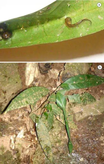 Figura 6. a) Desova de P.guttata com girino recém eclodido e b) A seta indica  uma folha enrolada, onde a desova de P.guttata é depositada