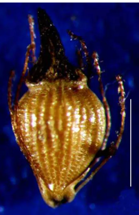 Figura 14. Eleocharis equisetoides (Elliott.) Torr. (Segadas-Vianna 4325). 