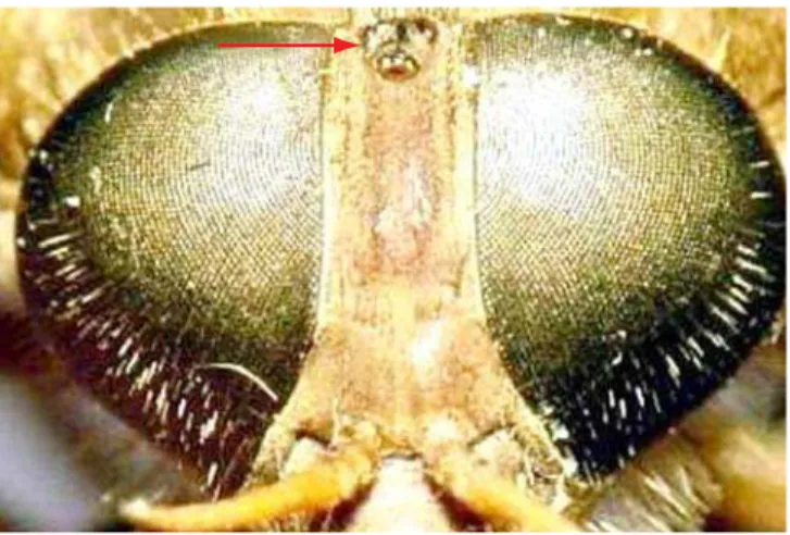 Figura 4. Flagelo apresentando uma placa basal e quatro ou menos anuli (Leucotabanus)