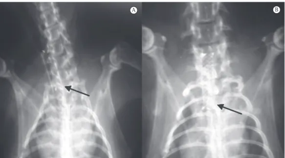 Figura 1 - Radiografia cervicotorácica de coelho no momento da liberação (em A) e em 30 dias após a aplicação  da endoprótese (em B)