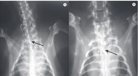 Figure 1 - Rabbit neck and chest X-rays showing the stent immediately after its release (in A) and 30 days  after its placement (in B)