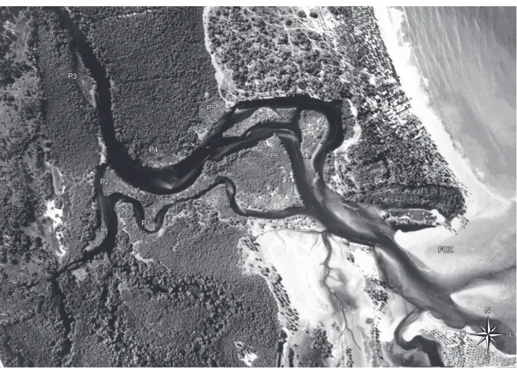 Figura 1. Foto aérea do estuário de Maracaípe, Ipojuca, PE, evidenciando as parcelas delimitadas