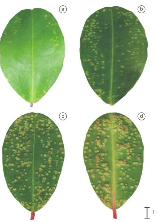 Figure 6. Galls leaves of Laguncularia racemosa. a) New leaf  with a young 