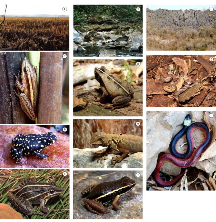 Figura 3. Alguns dos diversos ambientes de amostragem da herpetofauna do Parque Nacional da Serra da Bodoquena (incluindo áreas do entorno) e algumas 