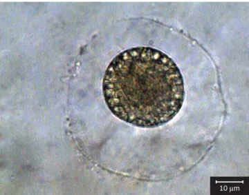 Figura 23. Rhizophydium elyensis. Rizóides. Figura 23. Rhizophydium elyensis. Rhizoids.