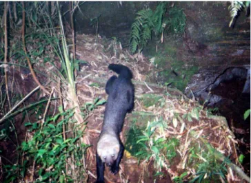 Figura 1. Irara (Eira barbara) com corpo escuro e cabeça e pescoço cinzas,  registrada na Reserva Biológica Estadual do Sassafrás, Santa Catarina, sul  do Brasil.