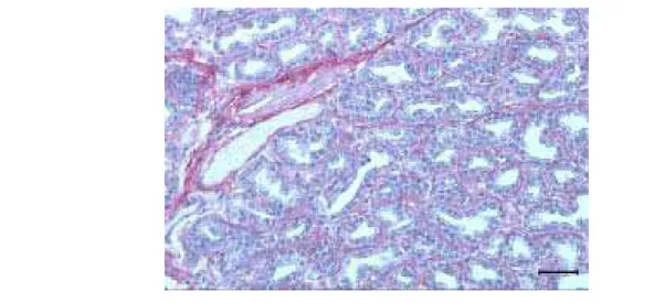 Figura 8. Fotomicrografia do tecido glandular. Observe o tecido conjuntivo entre as glândulas e com o espessamento do mesmo há divisão do tecido em lóbulos