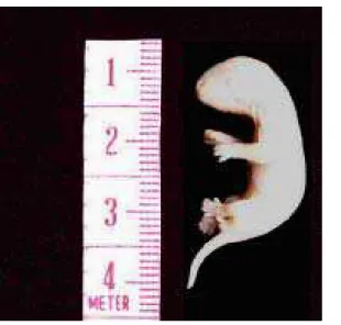 Figura 2. Filhote com idade aproximada de 8 dias. Apresentava imaturidade facial acentuada, membros torácicos mais desenvolvidos que os pélvicos, os olhos, as orelhas e a boca ainda encontravam-se fechados, entretanto, existia uma abertura na região anteri