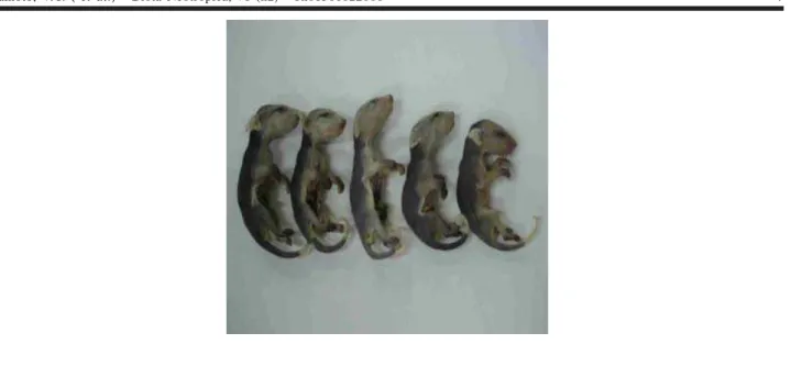 Figure 3. Younglitters with coats distributed for the body, thoracic and pelvic members developed with  presence of claws in both members, face characteristics similar to the one adult individual.