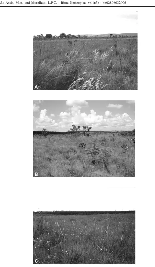 Figura 2A. Aspecto geral da área estudada em Itirapina, SP, mostrando o campo úmido em primeiro plano, nas porções mais baixas do terreno e o campo sujo ao fundo, nas porções mais elevadas (Foto: V.L.Scatena)