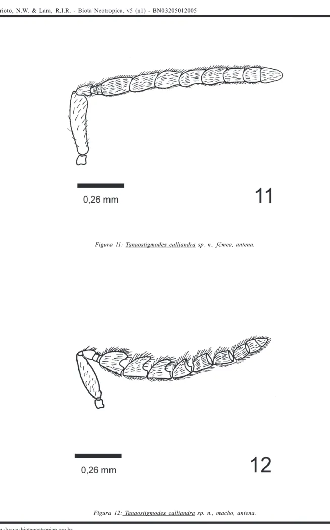 Figura 11: Tanaostigmodes calliandra  sp. n., fêmea, antena.