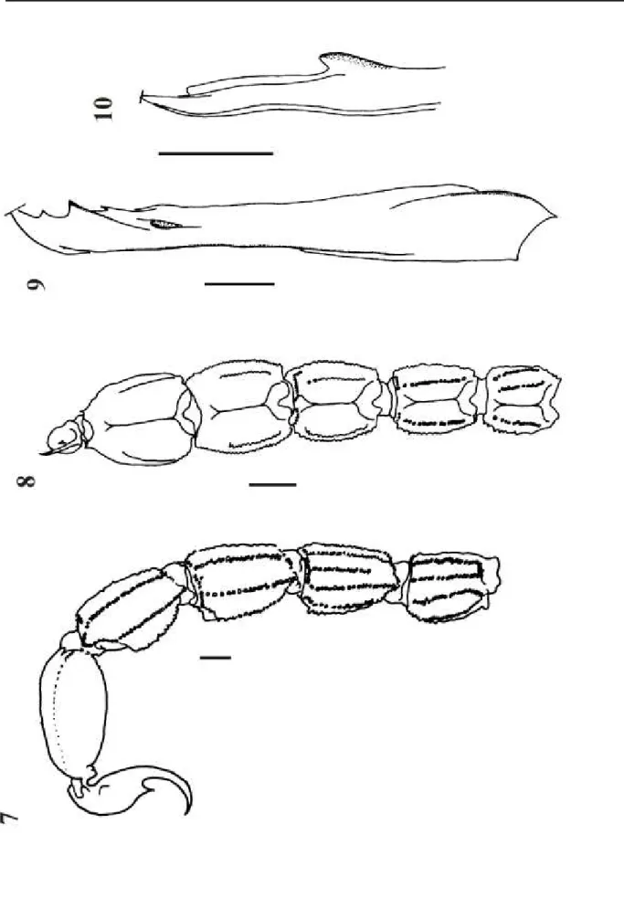 Figs 7-10. Rhopalurus guanambiensis n. sp. (1 mm) 7-8: metassoma,aspecto lateral e dorsal; 9-10 (0,5 mm): hemiespermatóforo dir