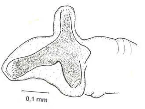 Figura 6. Fannia pusio Wiedemann - espiráculo posterior, larva do terceiro instar.