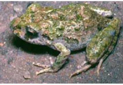 Figura 7 – Família Leptodactylidae: d) E. juipoca: note o dorso granulado.