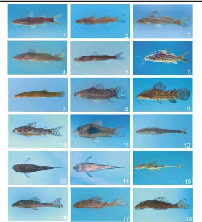 Figura 5. Exemplares representativos das espécies de peixes da ordem Siluriformes coletadas na bacia do Rio Grande, SP, nas sub-bacias (= Unidades de Gerenciamento de Recursos Hídricos – UGRHI) do Turvo-Grande (TG), Baixo Pardo-Grande (PG) e Sapucaí-Grande