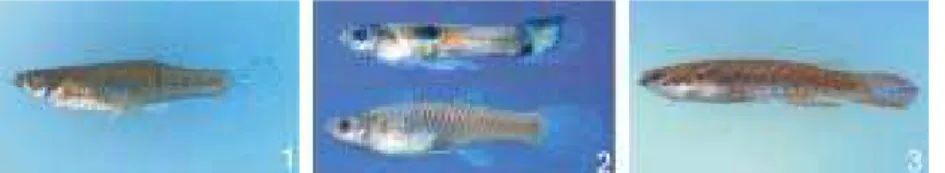 Figura 8. Exemplares representativos das espécies de peixes da ordem Cyprinodontiformes coletadas na bacia do Rio Grande, SP, nas sub- sub-bacias (= Unidades de Gerenciamento de Recursos Hídricos – UGRHI) do Turvo-Grande (TG), Baixo Pardo-Grande (PG) e Sap