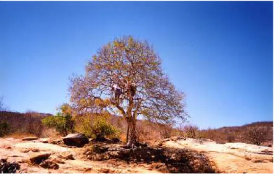 Figura 2. Árvore de Caesalpinia pyramidalis (“Catingueira”, Caesalpiniaceae) contendo sete ninhos de Frieseomelitta varia dispar e dois ninhos de Scaptotrigona aff