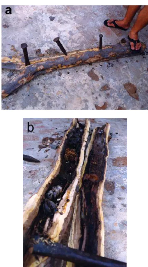 Figura 3. Processo de abertura de um tronco (a) de Caesalpinia pyramidalis contendo um ninho de Melipona subnitida (b).