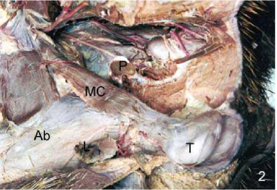 Figura 02 – Fotografia de queixada adulto fixado em formol, dissecado pela face lateral esquerda (membro pélvico esquerdo retirado) para visualização dos órgãos genitais