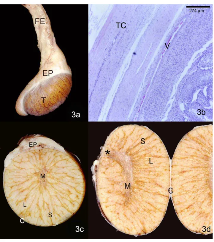 Figura 03 – a, c, d) Fotografias de testículos de queixada adulto vistos lateralmente (3a), em corte transversal (3c) e longitudinal (3d)