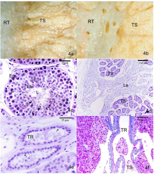 Figura 04. a-b) Fotografias de testículo de queixada adulto fixado em formol, demonstrando a formação enovelada dos túbulos seminíferos (TS) encaminhando-se para os túbulos retos da rede testicular (RT), localizados no mediastino testicular
