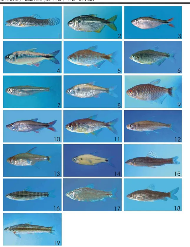 Figura 6. Exemplares representativos das espécies de peixes da ordem Characiformes coletadas na bacia do Rio Paranapanema