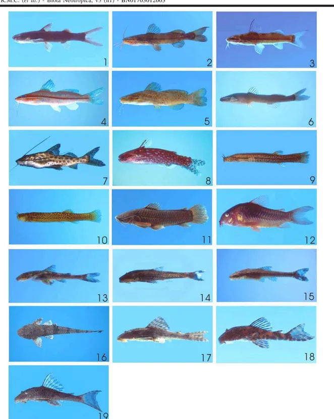 Figura 7. Exemplares representativos das espécies de peixes da ordem Siluriformes coletadas na bacia do Rio Paranapanema