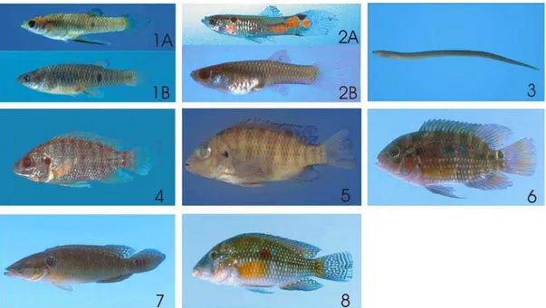 Figura 9. Exemplares representativos das espécies de peixes das ordens Cyprinodontiformes, Synbranchiformes e Perciformes coletadas na bacia do Rio Paranapanema