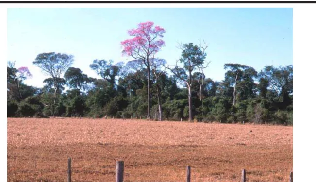 Figura 3. Vista de seção da borda leste do Parque Estadual Morro do Diabo, Município de Teodoro Sampaio, SP, maior fragmento paulista remanescente de Floresta Estacional Semidecidual, mostrando o profundo impacto de um dos tipos de desmatamento mais comuns